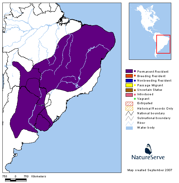 Pijuí frente gris (Synallaxis frontalis)