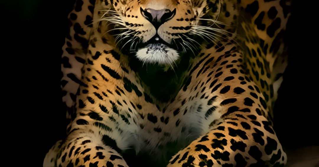 95+ Gambar Wallpaper Harimau Hd Terlihat Keren 95+ Gambar Wallpaper Harimau Hd Terlihat Keren