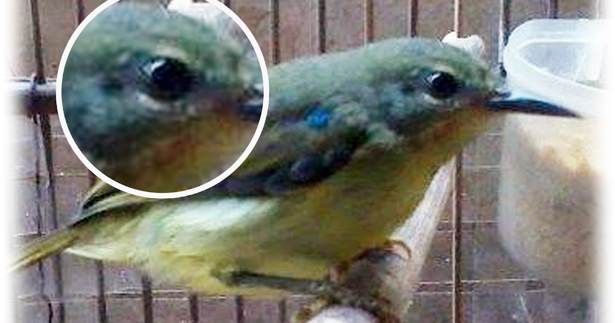 Cara Membedakan Jantan Betina Kolibri Wulung