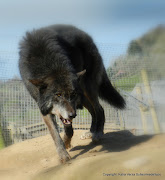 IO SONO IL LUPO NERO. IO SONO IL LUPO NERO. (sulleormedellupo shaun ellis the wolf centre cane lupo cecoslovacco katia verza )