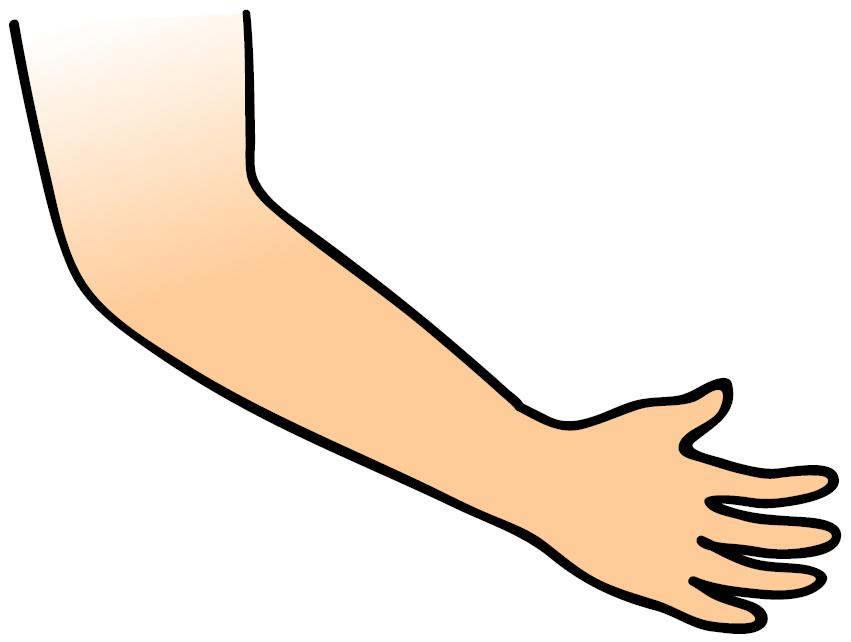 123ARABIY: أعضاء الجسم