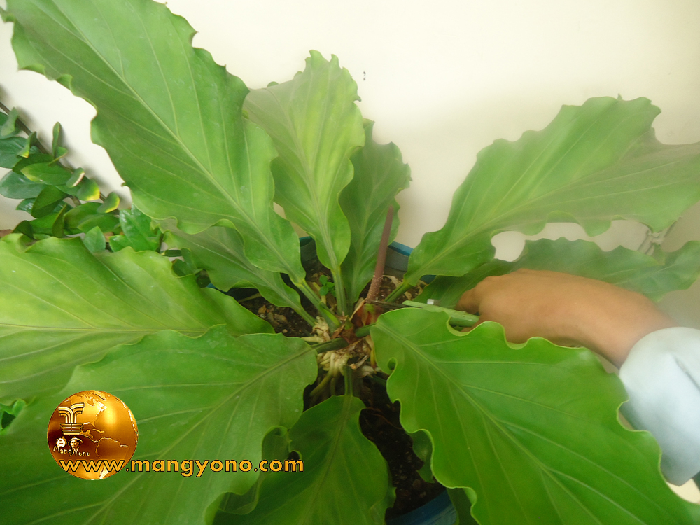 Agar Gelombang Cinta (anthurium) tumbuh prima