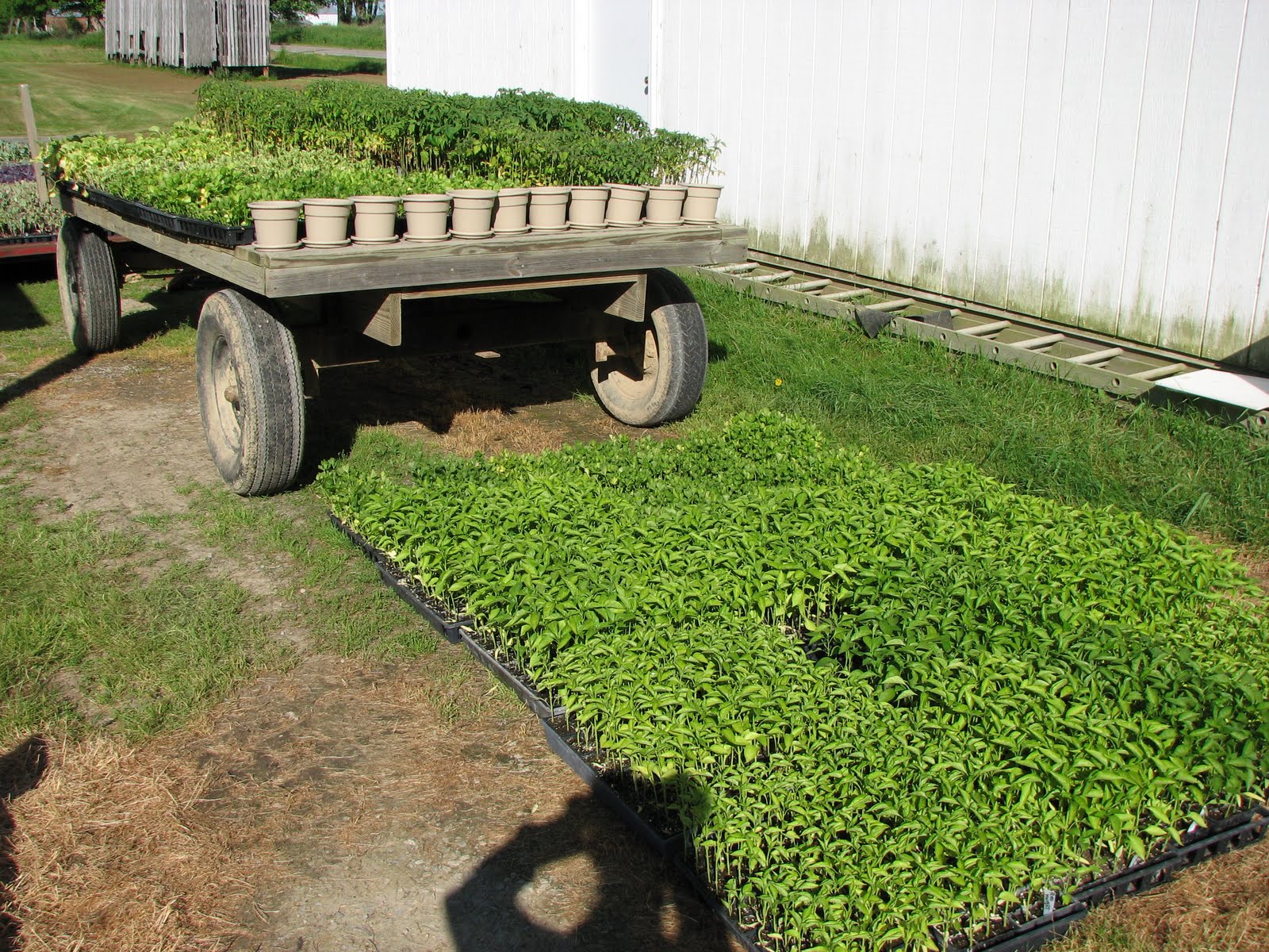 Peters Creek Farm Soybeans and baby plants