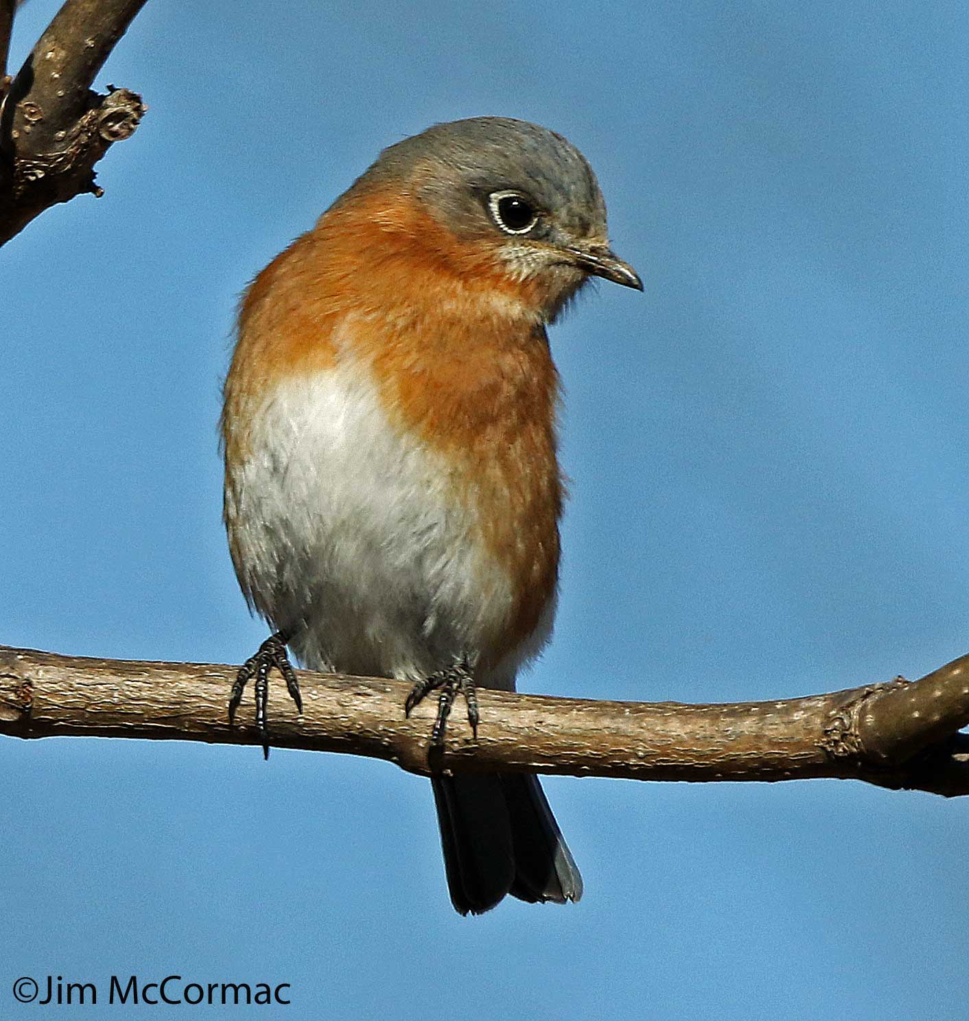 Ohio Birds and Biodiversity: Bluebirds hunting and eating