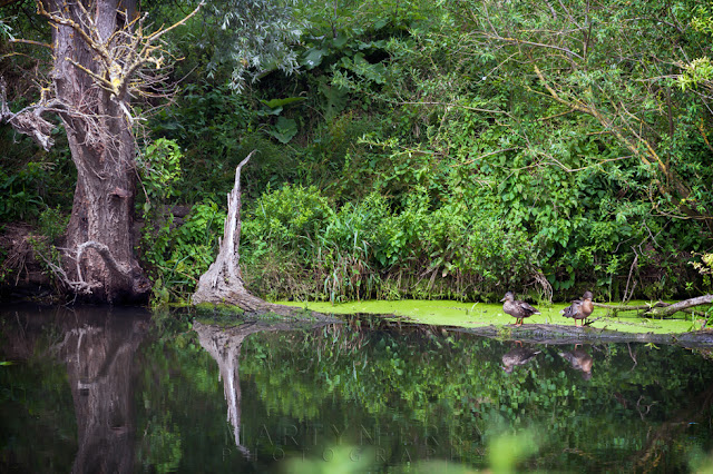 River Great Ouse at Fen Drayton nature reserve reflects wildlife and vegetation