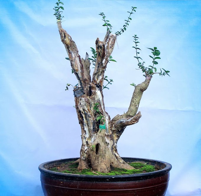 TRIK & CARA PENGGABUNGAN BONSAI WAHONG DENGAN SANCANG JADI BONSAI WACANG SUPER