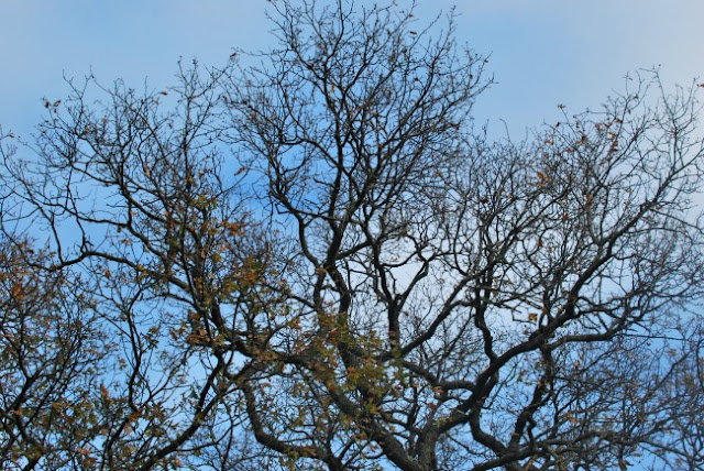 Tree branches against a blue sky with just a few clouds