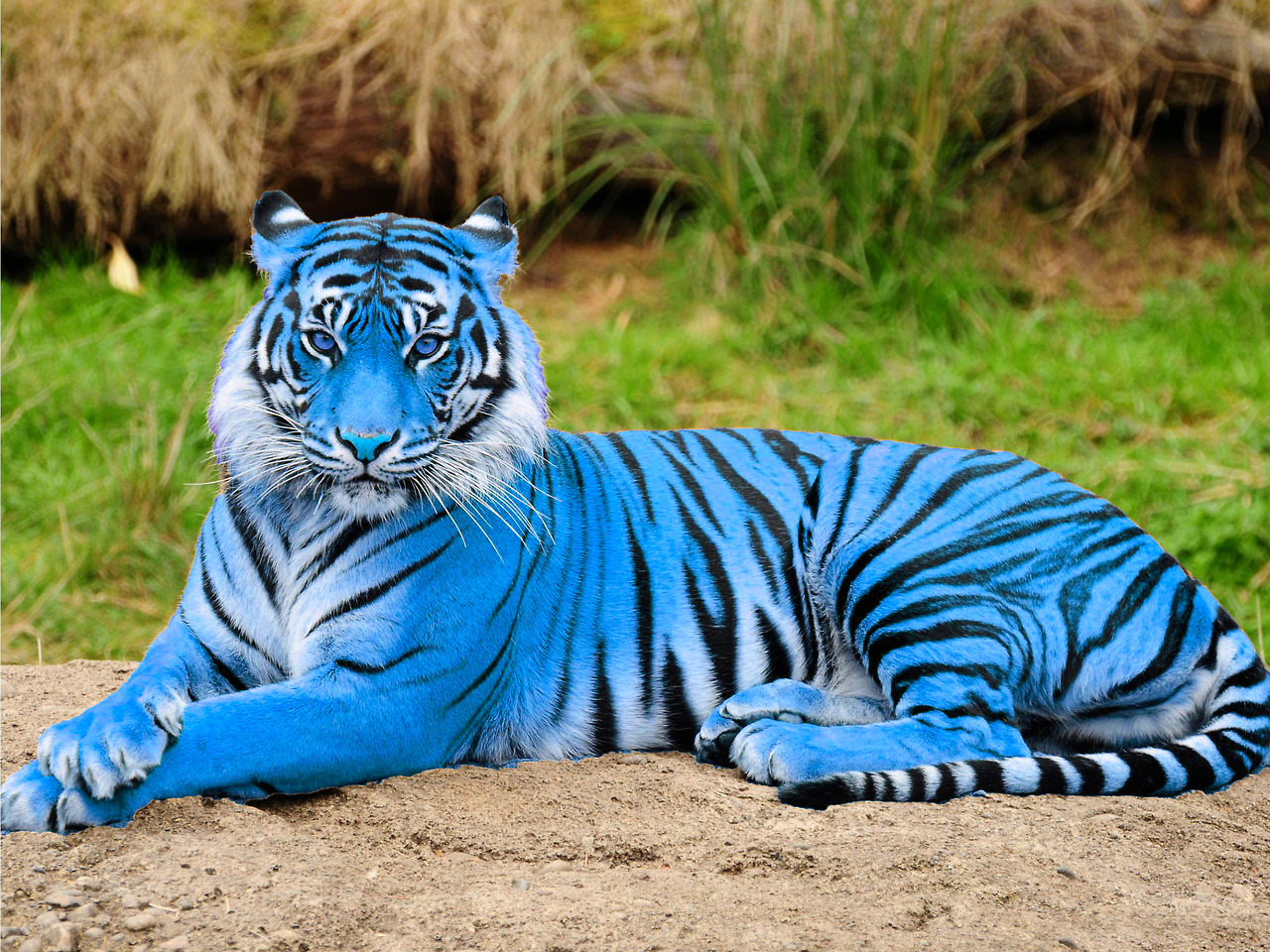 Download 450 Koleksi Gambar Harimau Biru  Gratis