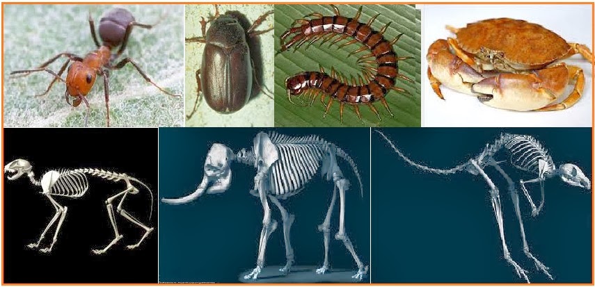 BIOLOGI GONZAGA: PERTAnYAAN SEPUTAR GERAK