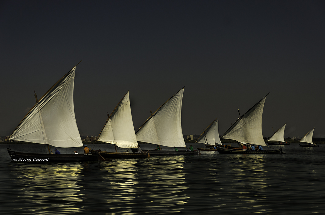 PHOTOGRAPHIE VELA LATINA 2