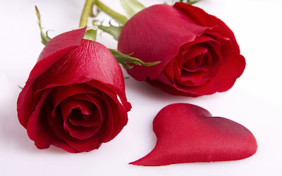 best image red rose wallpaper