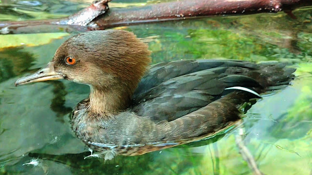 Young Hooded Merganser Ducks