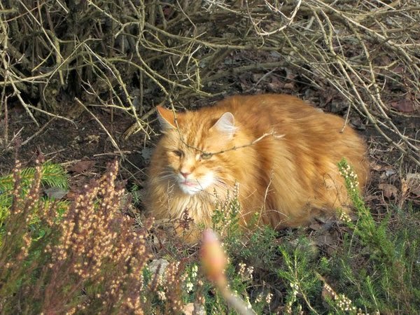 Cats at the bed and breakfast Thornley House in Hexham, England activities for cat lovers
