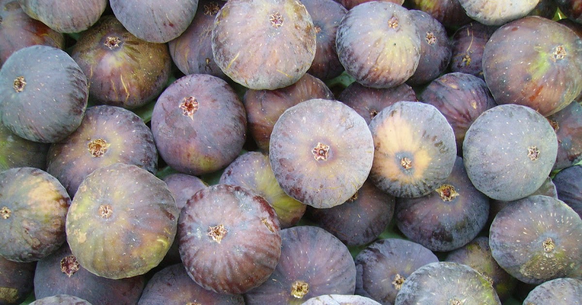 Black Malta Fig Var Tin