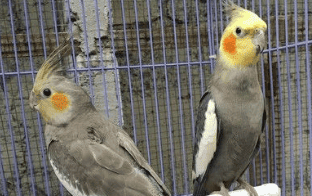 Parkit Australia Burung Parkit Yang Cerdas Lengkap Dengan Harga