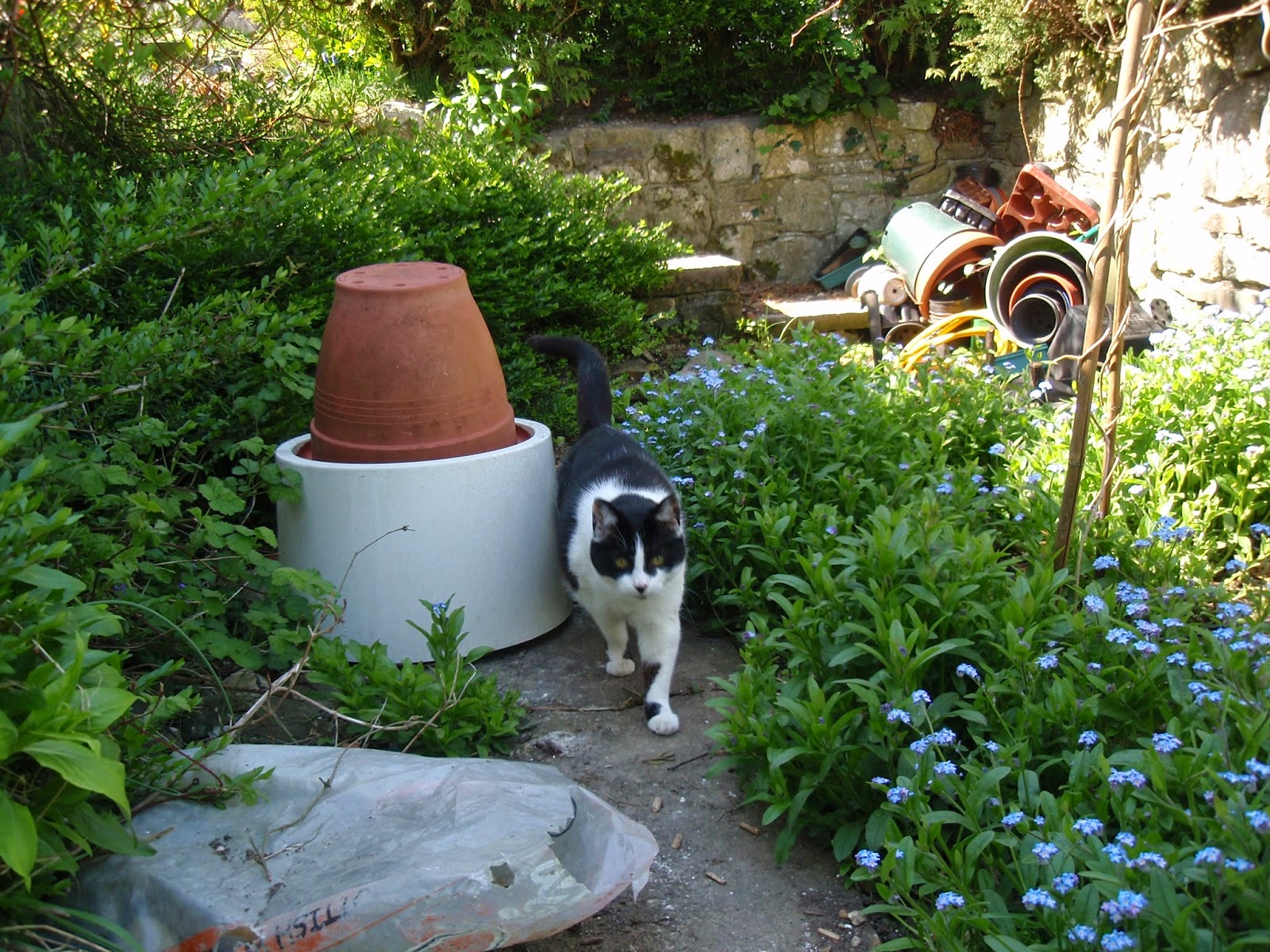 Forget-me-nots and my cat!