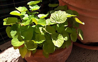 Das Wasser In Unserem Garten Achims Garten