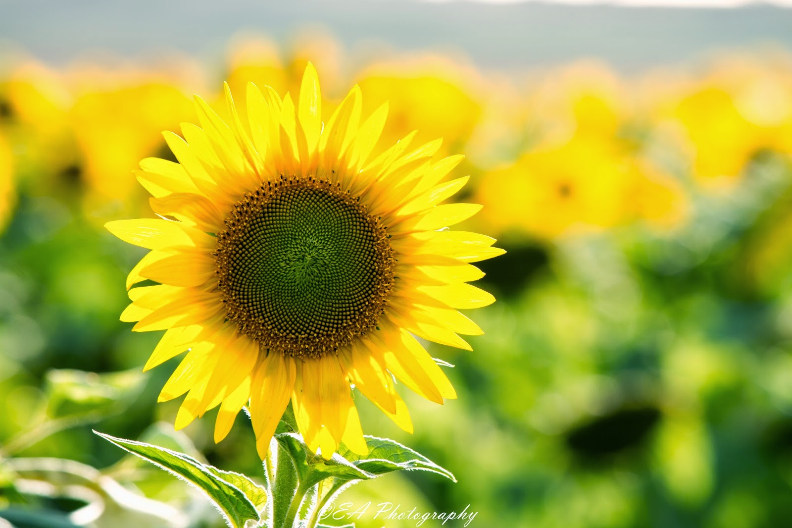 The Greatest of These is LOVE Sunflower Fields near Warwick, QLD