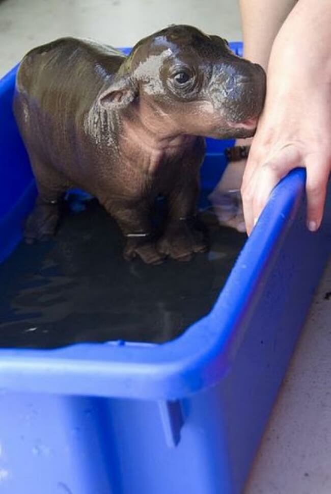 25 Thrilling Images That Made Our Day - A charming baby hippo