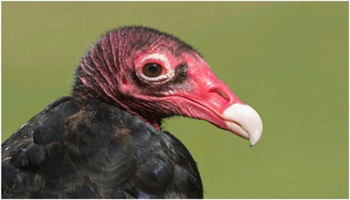 10 Hewan Terjelek Di Bumi Mahessablog Blog Pribadi Terpopuler 10 Hewan Terjelek Di Bumi Mahessablog Blog Pribadi Terpopuler