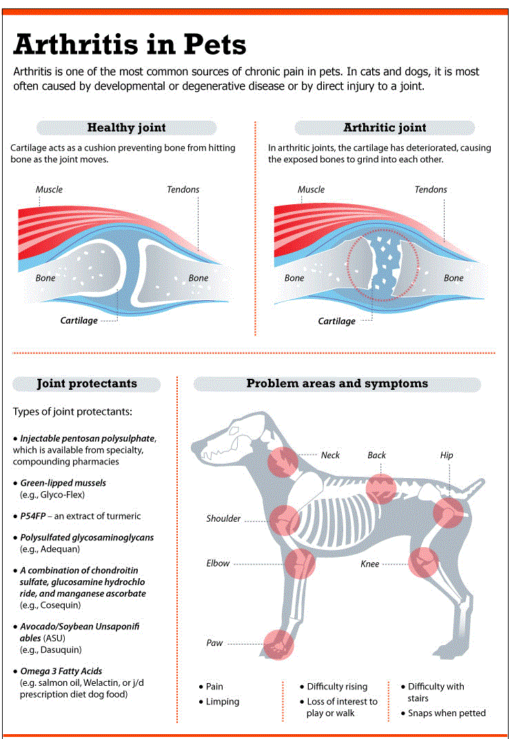 Pet Talk in Illinois