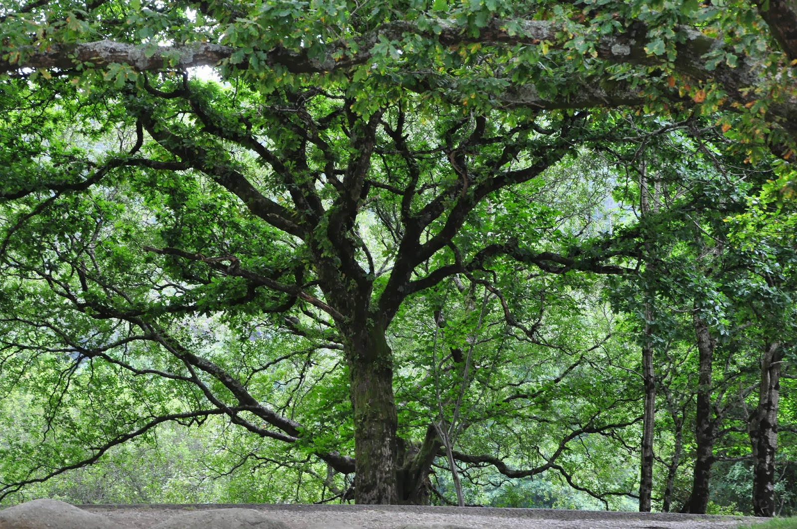 Ireland Through The Trees I have the wanders