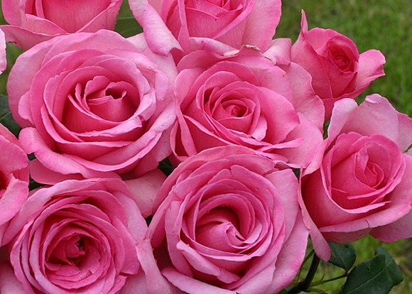 Sweet Parole rose сорт розы фото  