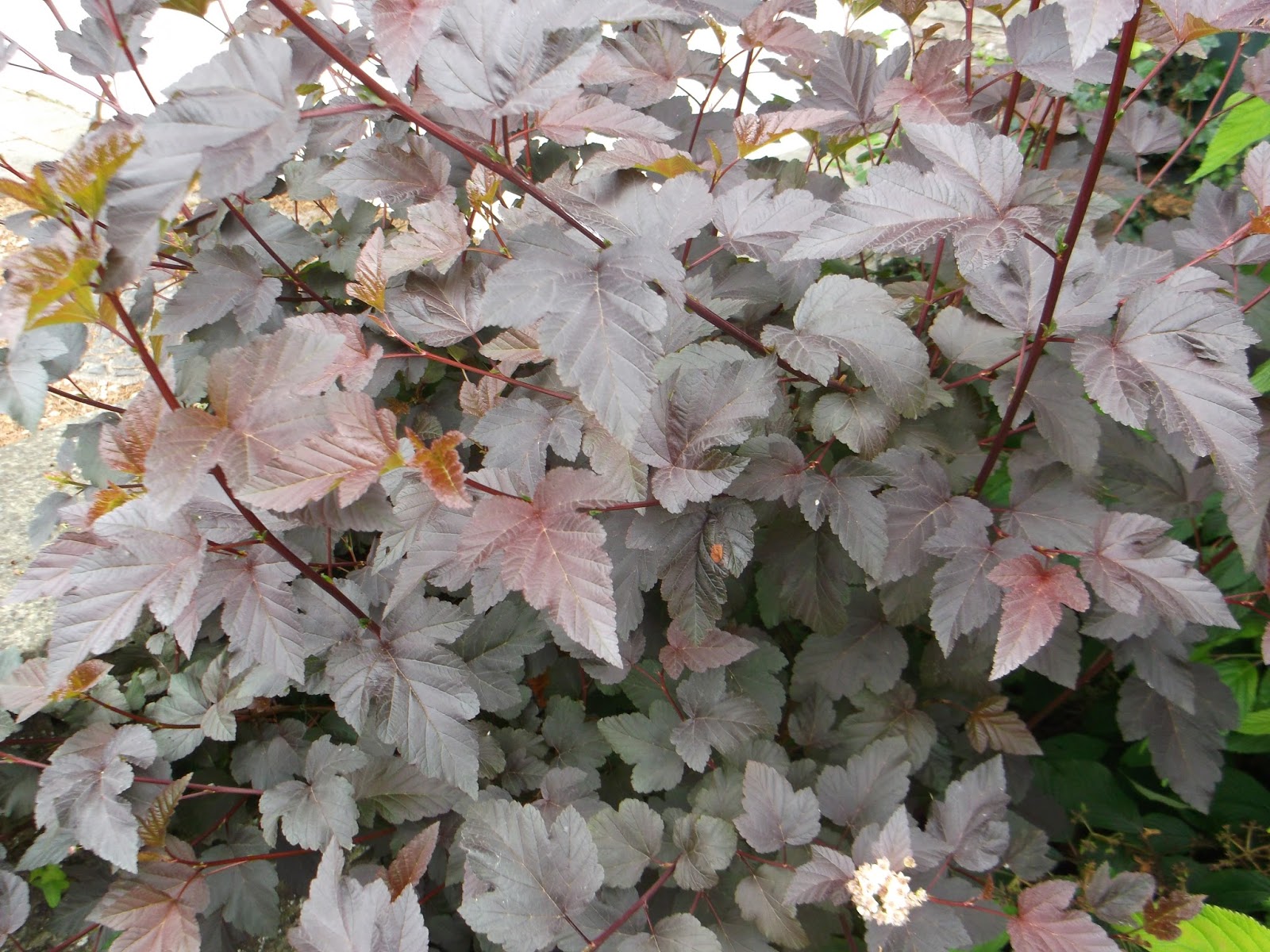 Ninebark Featuring New Plants Every Day