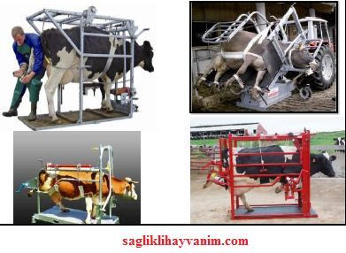 Travay ya da özel zapt-ı rapt aletlerinden faydalanma inekleri özel zapt etme kafesi
