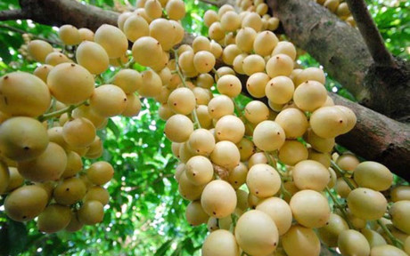 Nhung vuon dau bon bon triu qua 'hai ra tien' - Anh 12