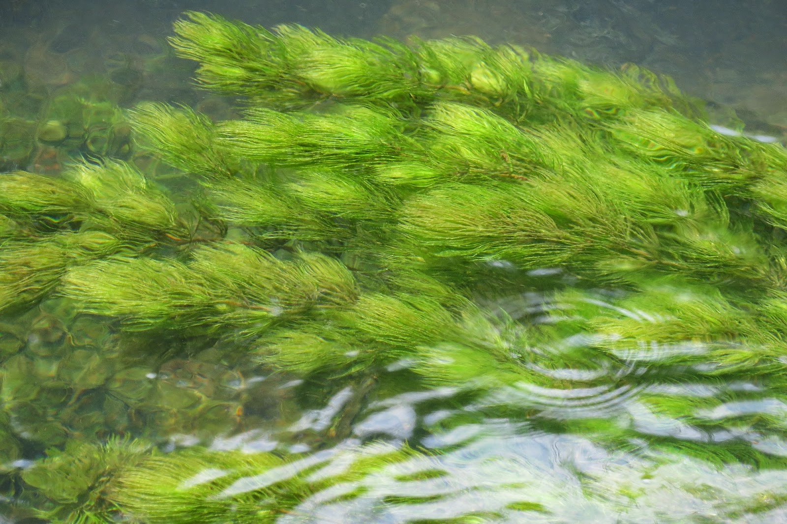 宮代NOW きょうの1枚 ハゴロモモの花