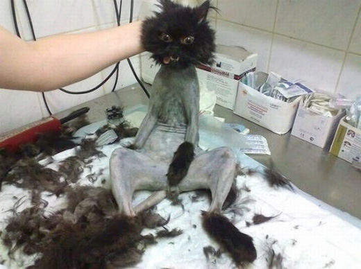 Funny Shaved Pussy Cat or Lion Cat