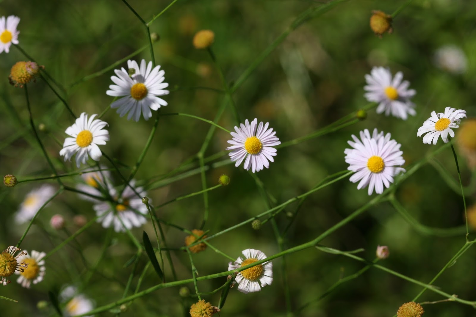 Native Florida Wildflowers Doll�s Daisy Boltonia diffusa
