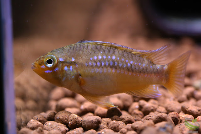 Apistogramma cf. ortegai (Pebas)