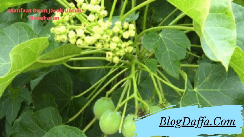 Manfaat daun jarak Manfaat Daun Jarak bagi Kesehatan