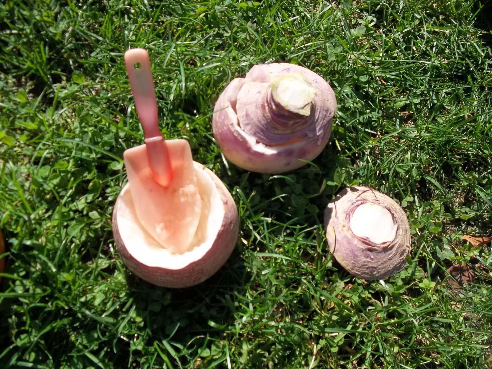 Halloween Turnip? Why do we carve JackOlanterns and How to Carve a