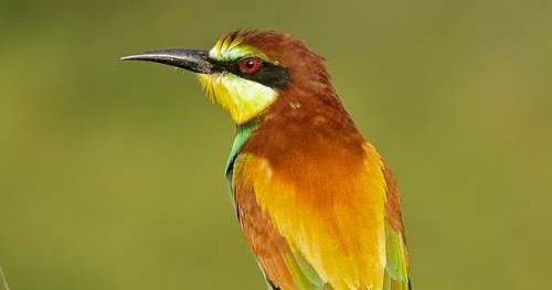 european bee eater birds of india bird world
