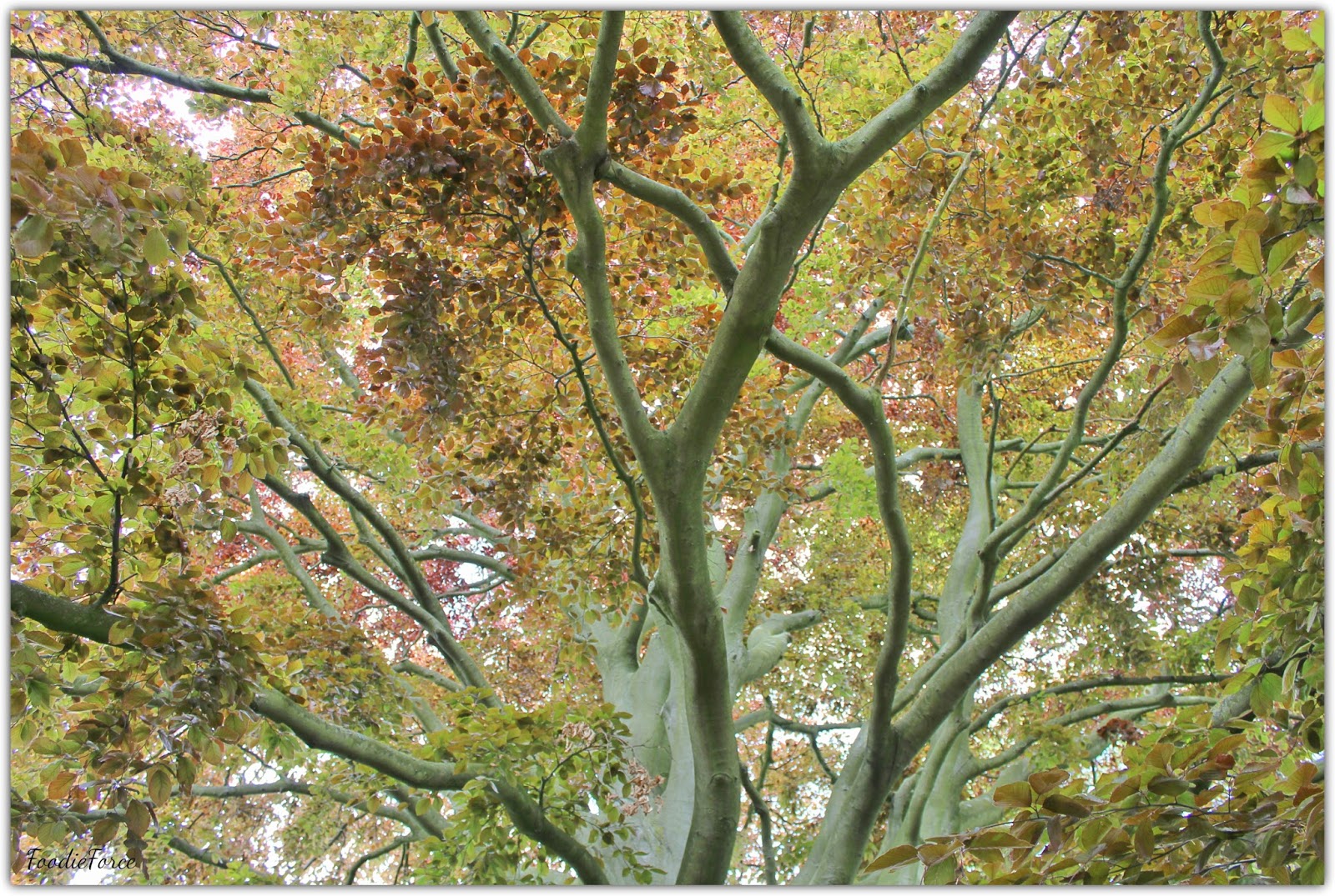 Foodie Force Kew Gardens