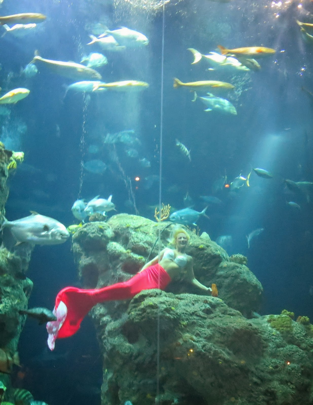 Sleepless in Babyland Mermaids at the Aquarium!