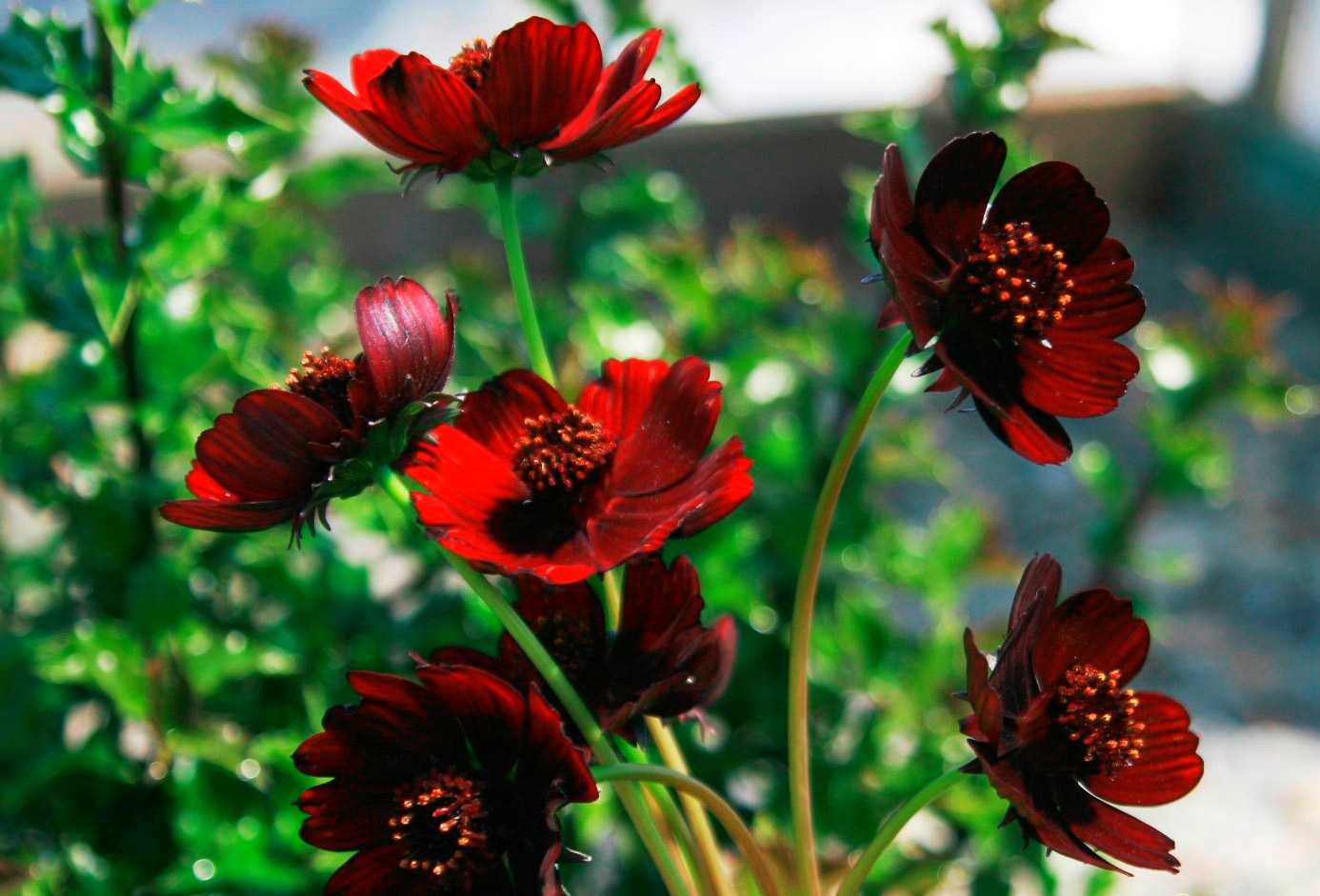 10 Bunga  Paling Langka  Di  Dunia  Info Tak Terduga