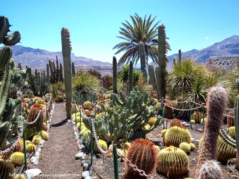 Rosa en Gran Canaria La Aldea de San Nicolás Jardín de cactus del Restaurante La Gañanía Rosa en Gran Canaria La Aldea de San Nicolás Jardín de cactus del Restaurante La Gañanía