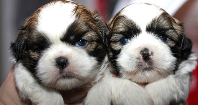 5 razões pra você não cruzar o seu SHIH TZU