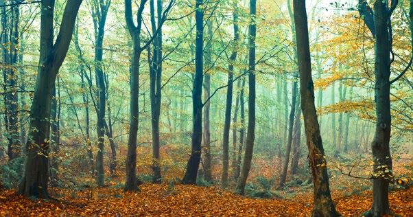 fanda classiclit the scarlet letter summary chapter xvii xx scarlet letter forest