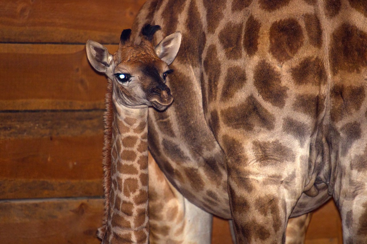 Сколько детенышей жирафа родилось за два года