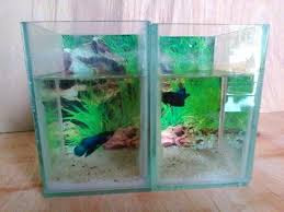 Cara Membuat Aquarium Ikan Cupang Cara Membuat Aquarium Ikan Cupang