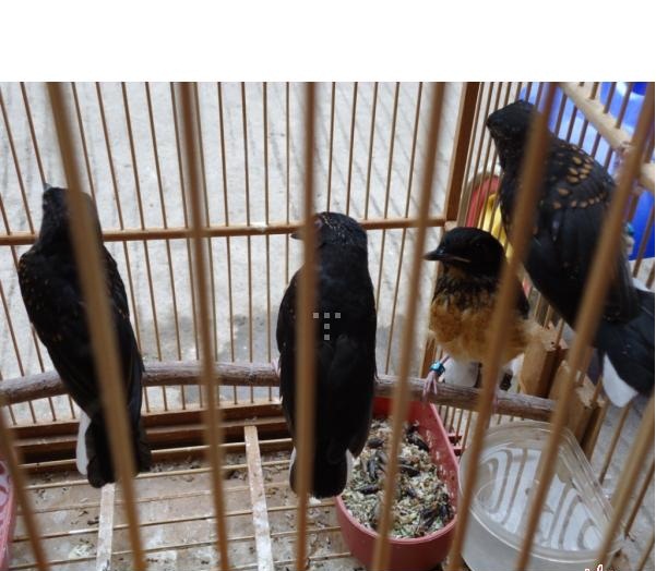Belanggu Birdfarm Cara Beternak Murai