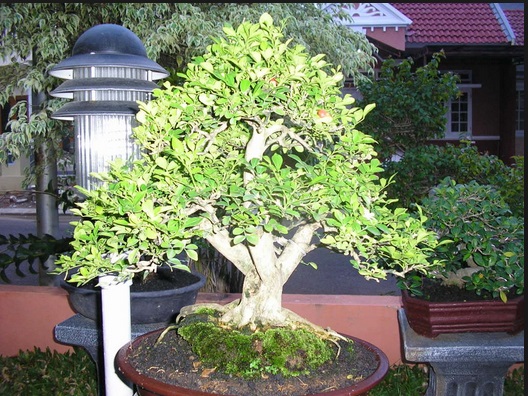Budidaya Tanaman Bonsai Kemuning