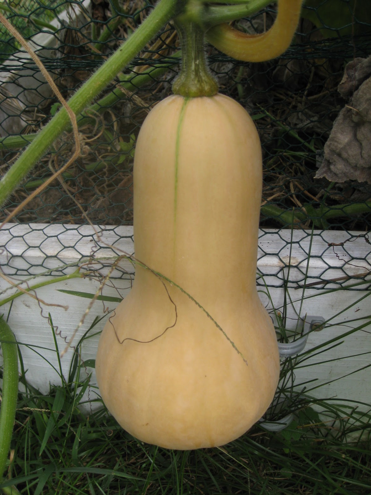 Red Bucket Farm Summer vs. Winter Squash