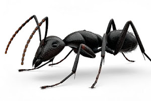 Karınca nedir ne demektir? İlgili deyimler atasözleri ve anlamları