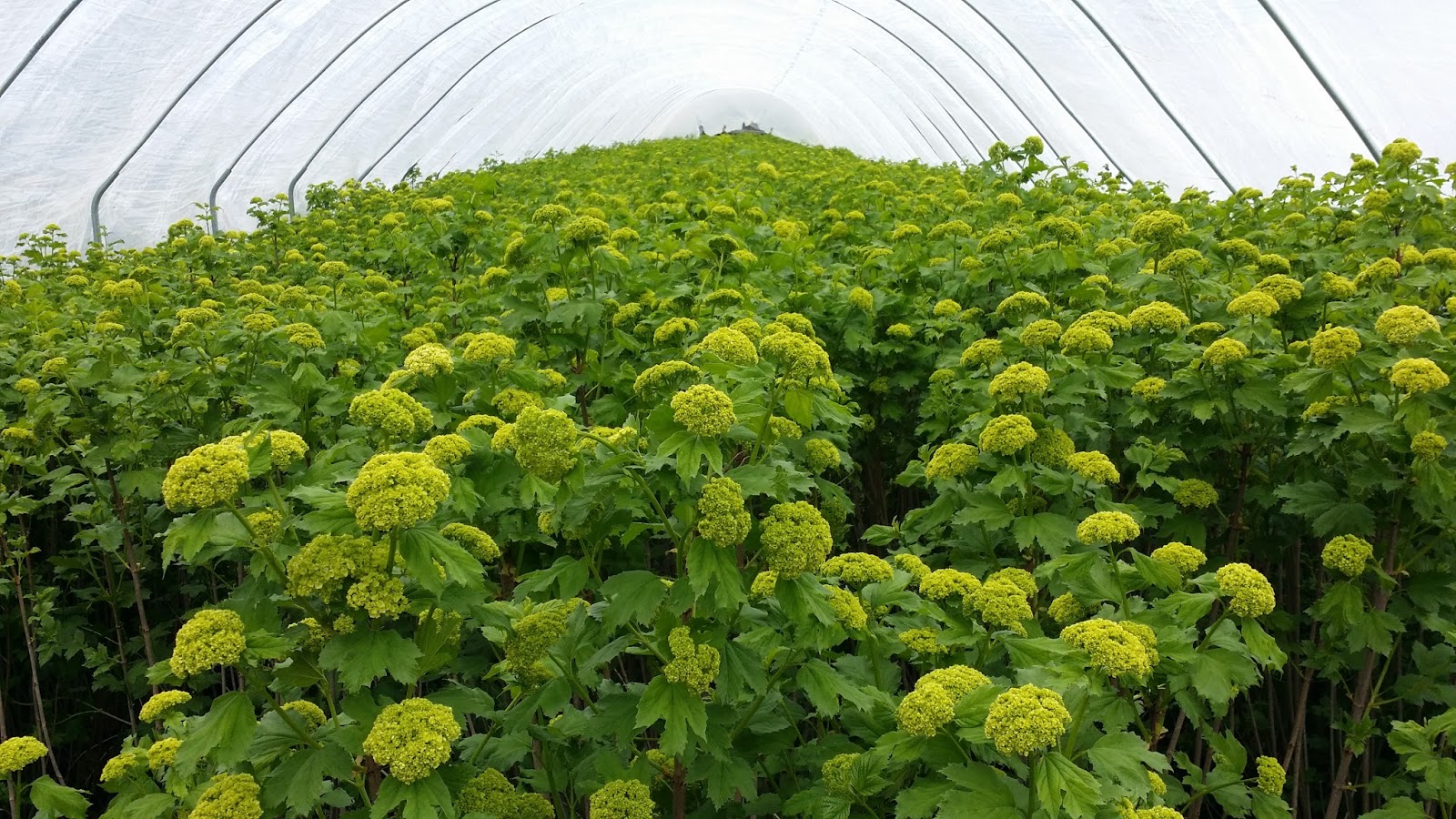 Beechwood Landscape Architecture And Construction Japanese